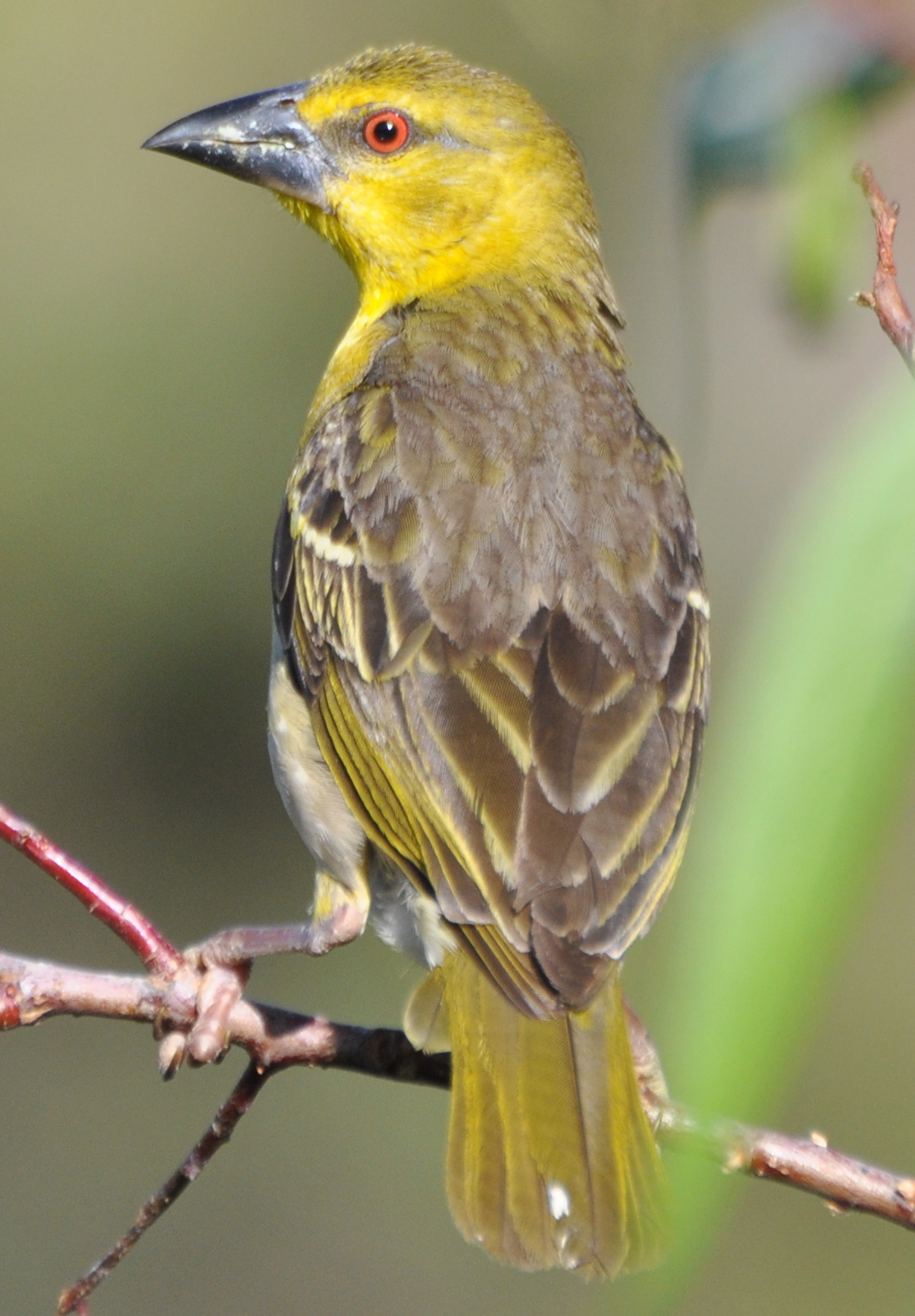 Pretty Village weaver