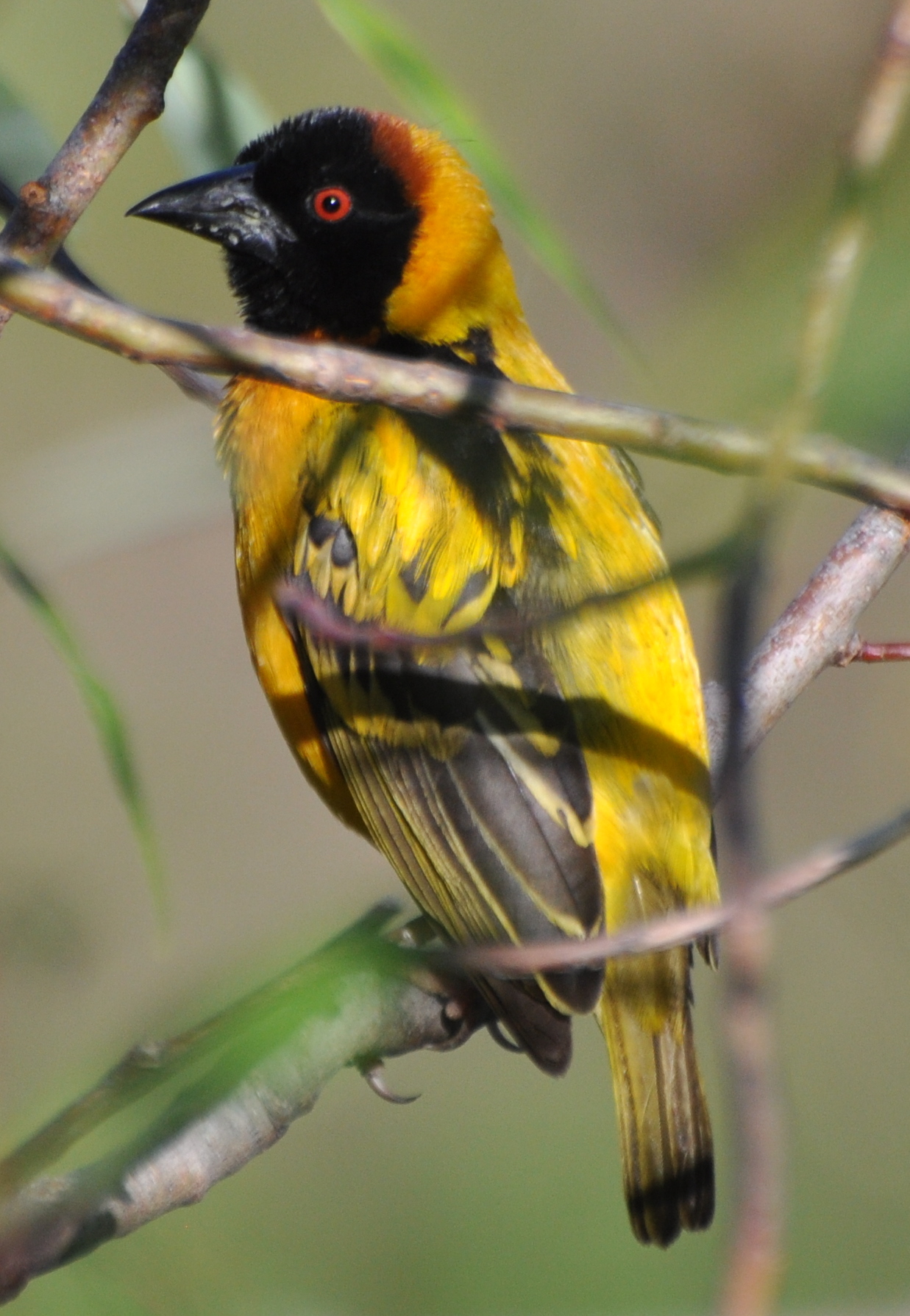 Pretty Village weaver