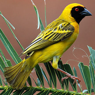 Pretty Village weaver