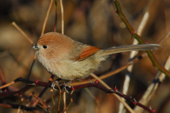 Vinous-throated parrotbill