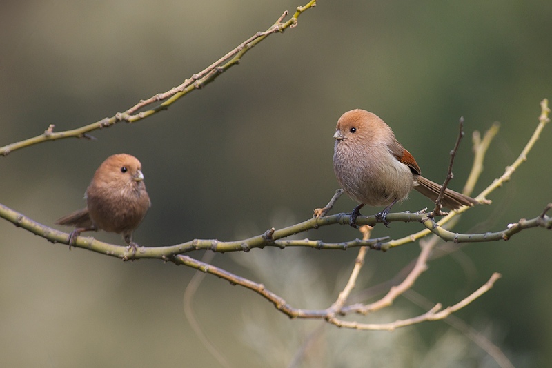 Pretty Vinous-throated parrotbill