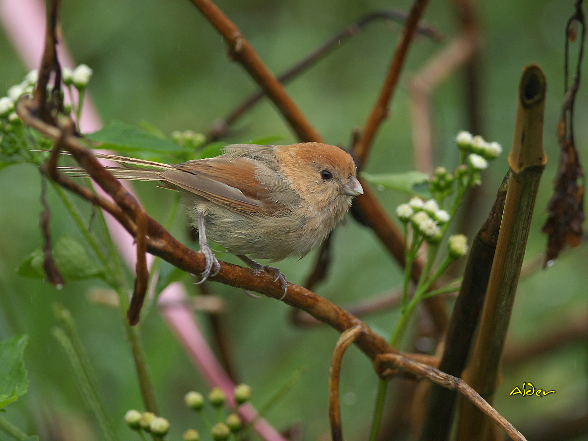 Pretty Vinous-throated parrotbill