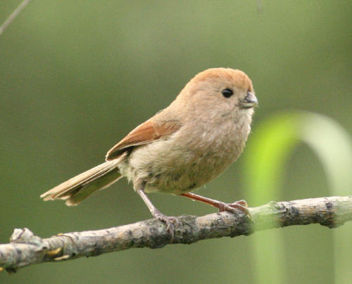 Pretty Vinous-throated parrotbill