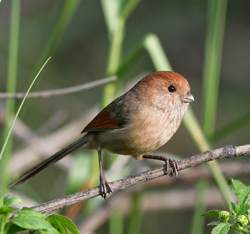 Pretty Vinous-throated parrotbill