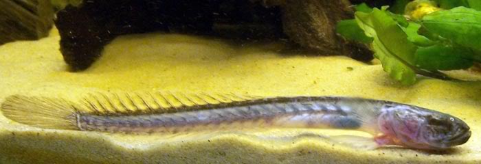 Pretty Violet goby