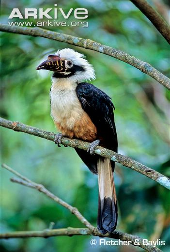 Pretty Visayan tarictic hornbill