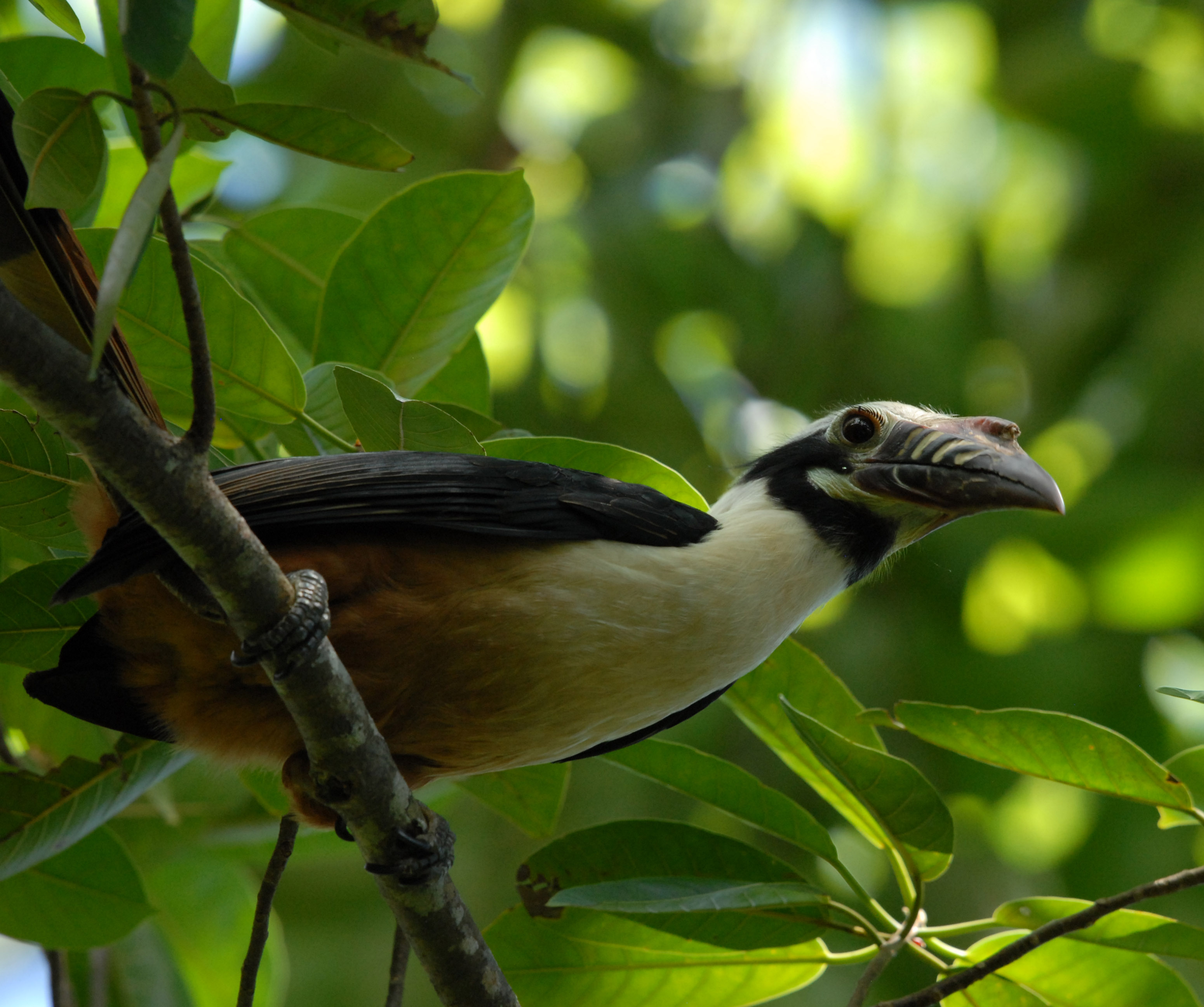 Pretty Visayan tarictic hornbill