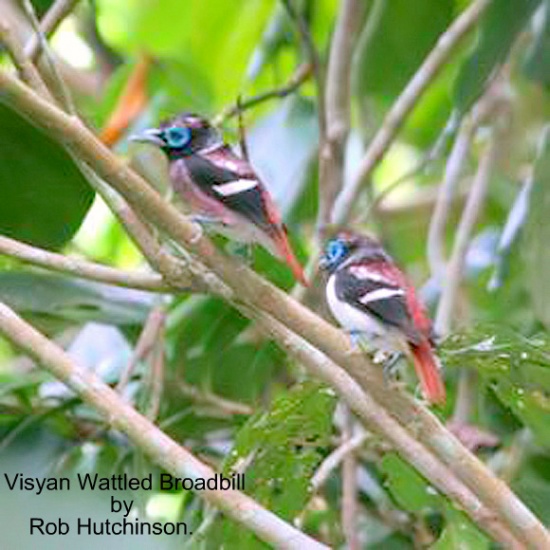 Visayan wattled broadbill