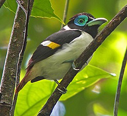 Pretty Visayan wattled broadbill
