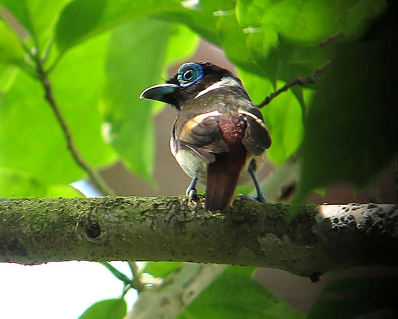 Pretty Visayan wattled broadbill