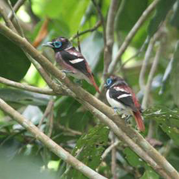 Pretty Visayan wattled broadbill