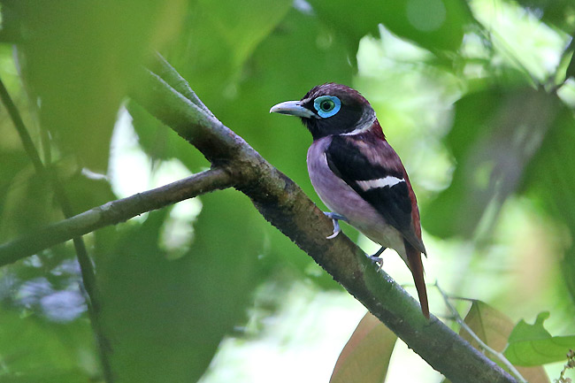 Pretty Visayan wattled broadbill