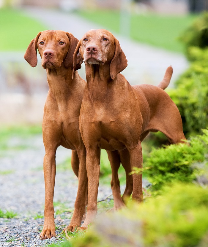 Cool Vizsla - Dog Breed