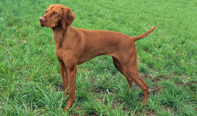 Pretty Vizsla - Dog Breed