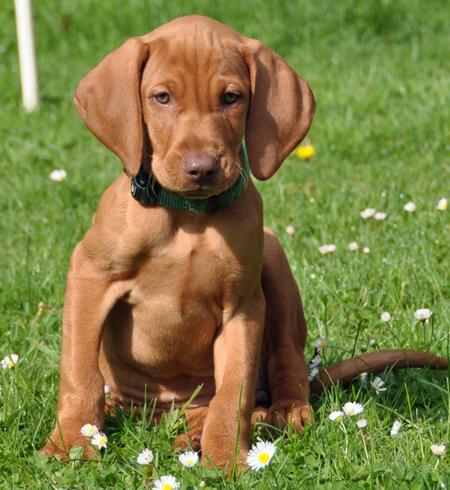 Cute Vizsla - Dog Breed