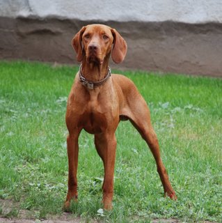 Wallpaper Vizsla - Dog Breed