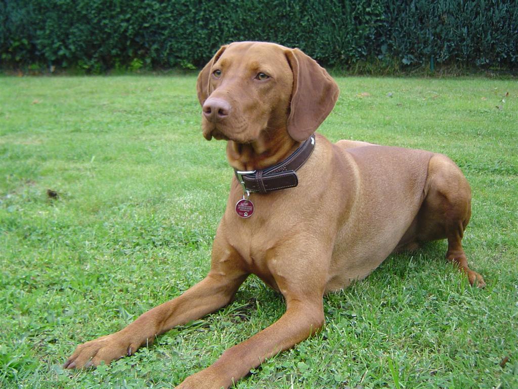 Photo Vizsla - Dog Breed