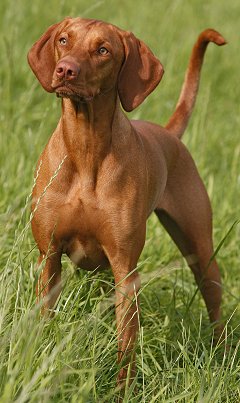 Vizsla - Dog Breed wallpaper