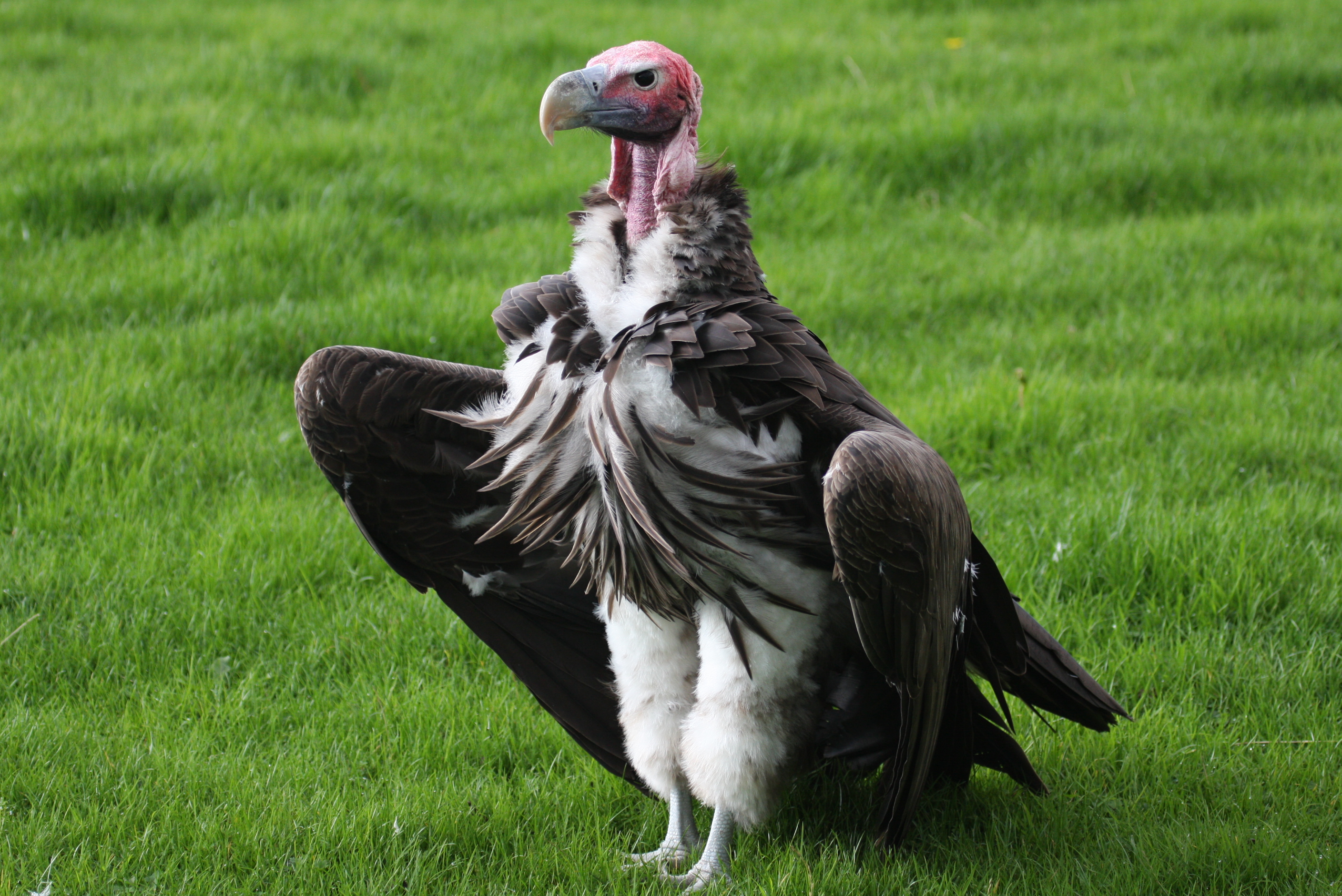 Vulture