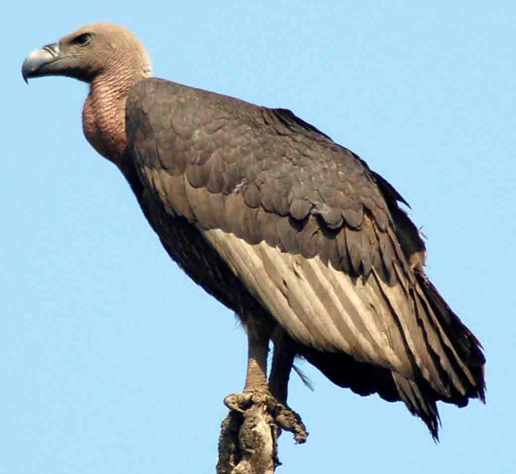Cute Vulture