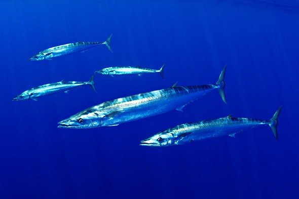Pretty Wahoo