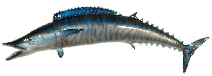 Pretty Wahoo