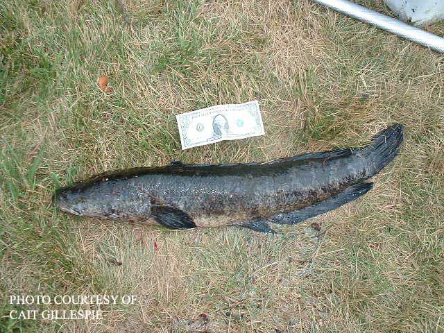 Walking snakehead