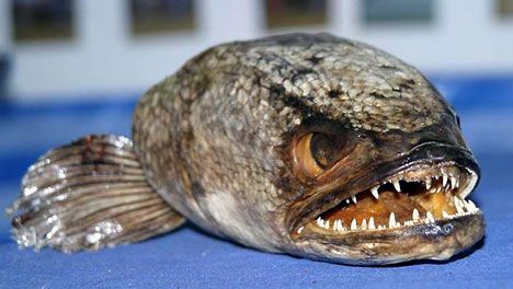 Pretty Walking snakehead