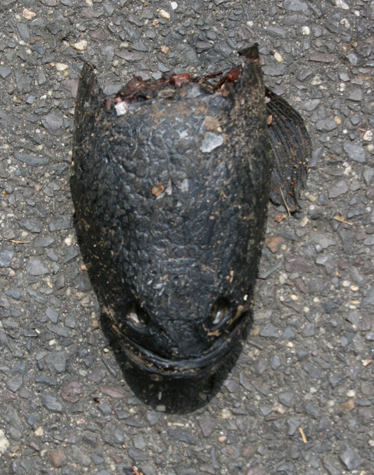 Pretty Walking snakehead