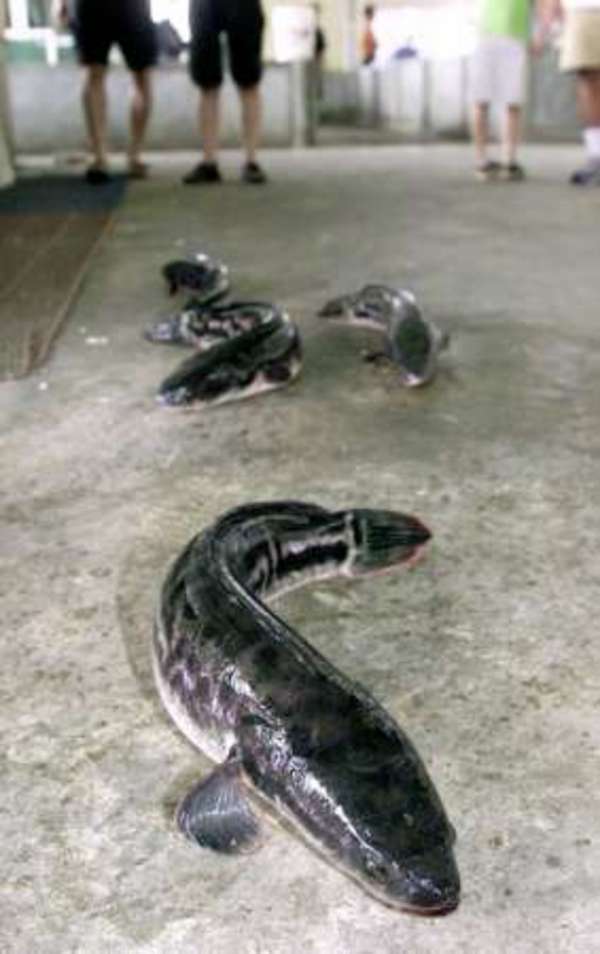 Pretty Walking snakehead