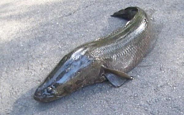 Pretty Walking snakehead