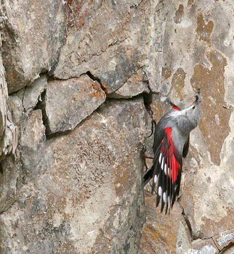 Pretty Wall creeper
