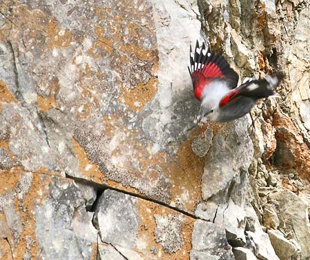 Pretty Wall creeper