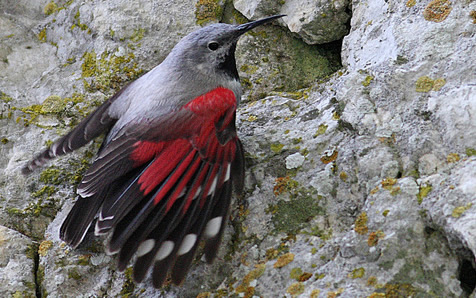 Pretty Wall creeper