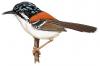 Wallace’s wren