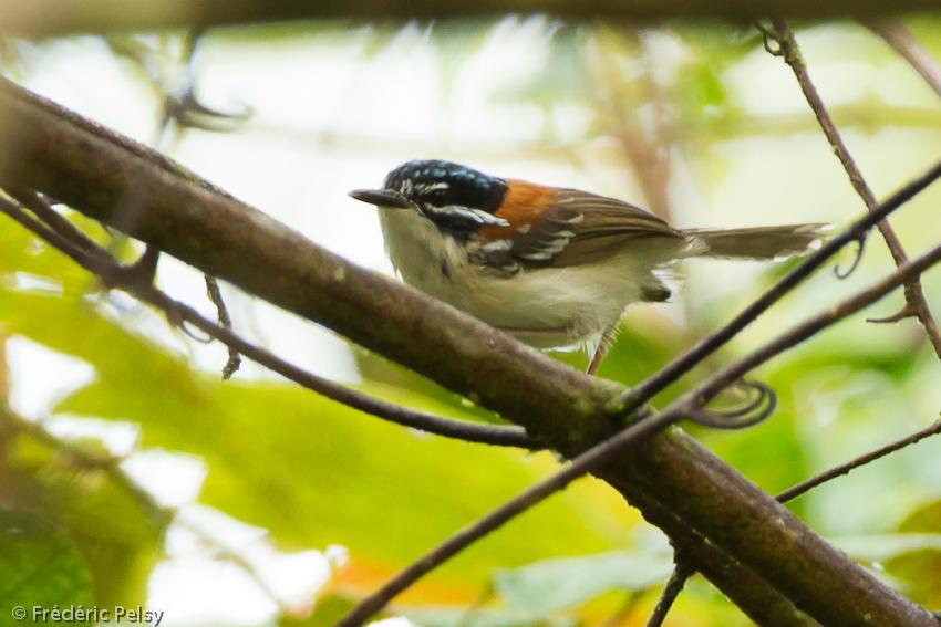 Pretty Wallace’s wren