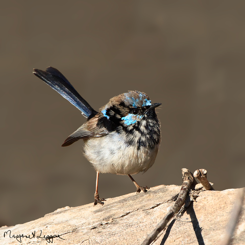 Pretty Wallace’s wren