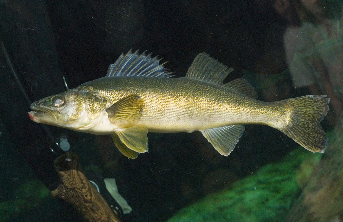 Pretty Walleye