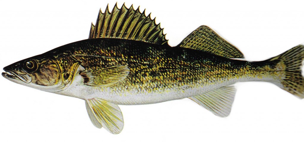 Pretty Walleye