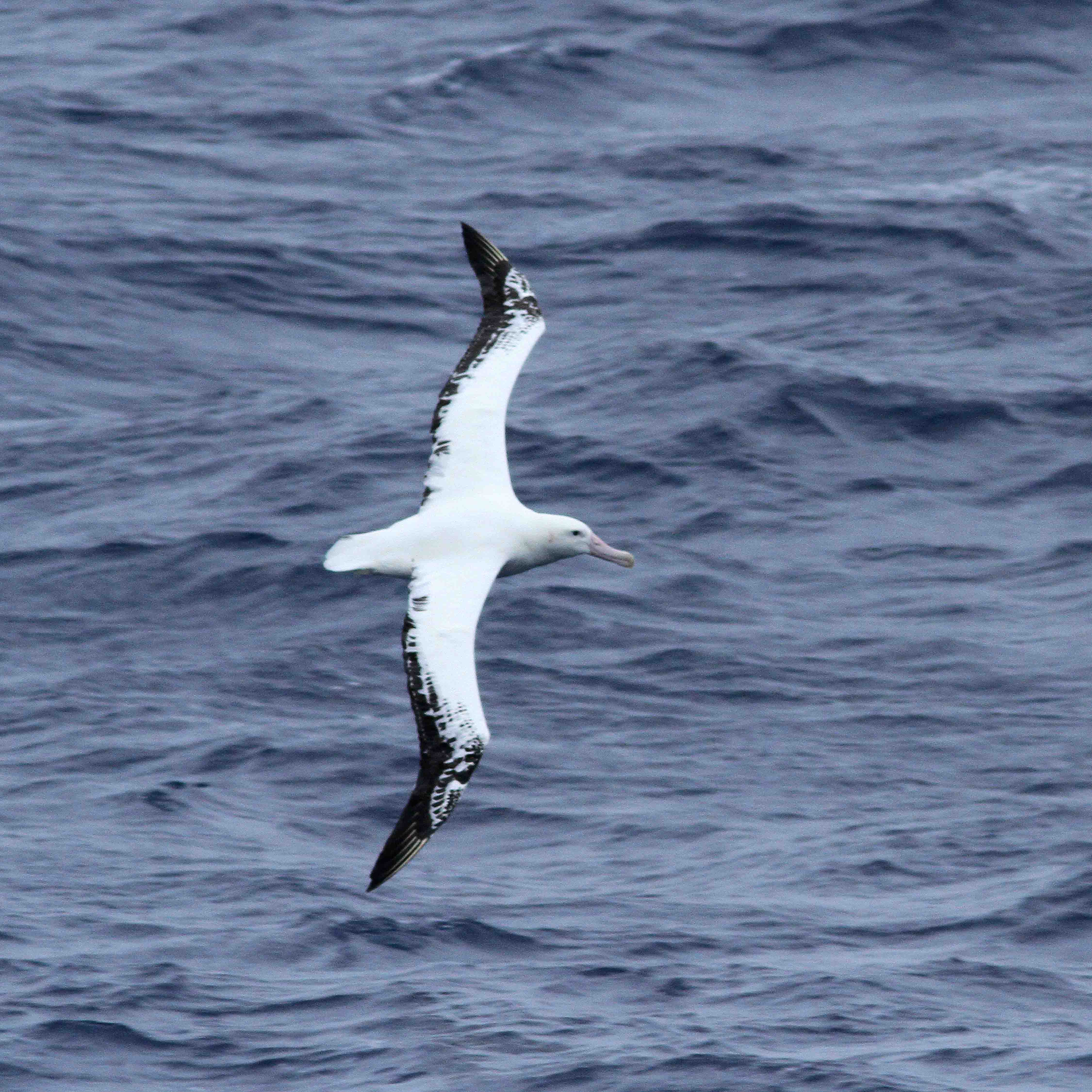 Wandering albatross