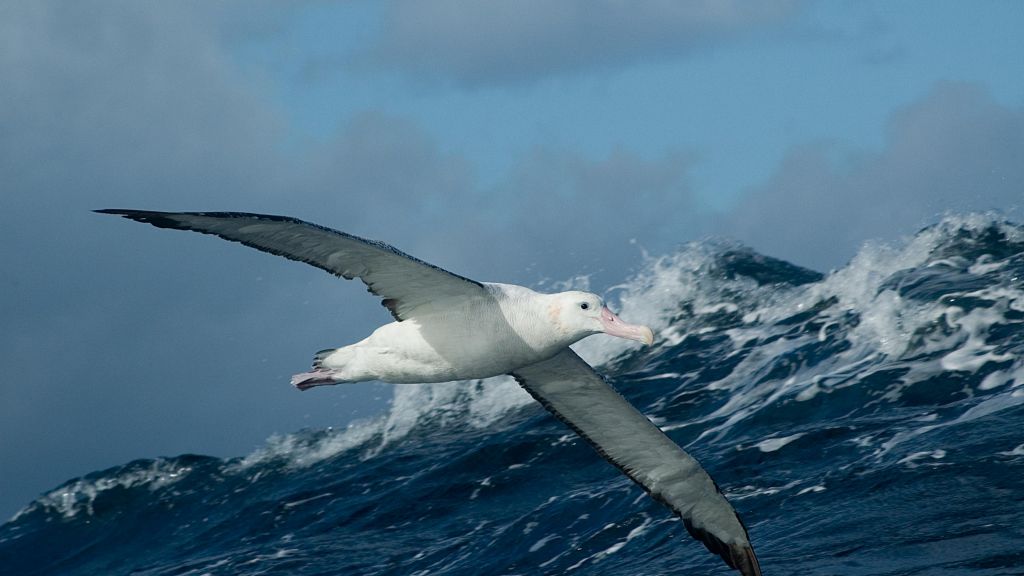 Pretty Wandering albatross