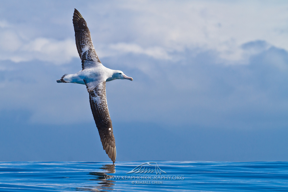 Pretty Wandering albatross