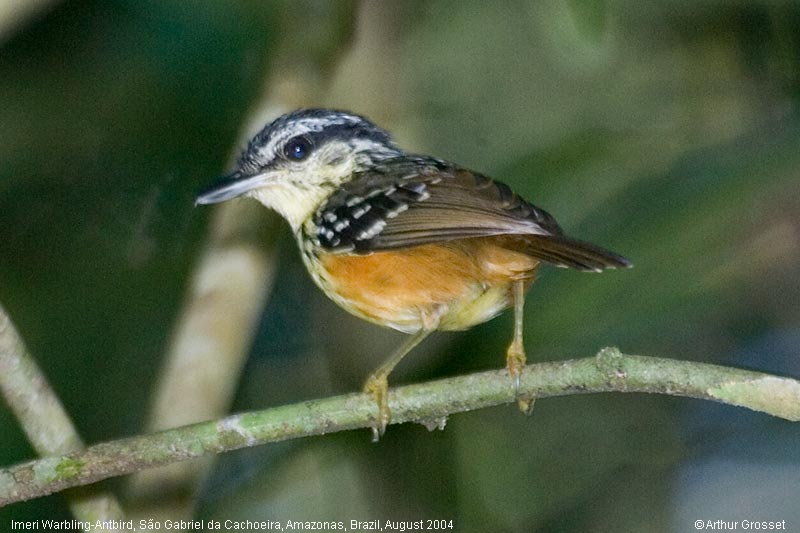 Warbling antbird