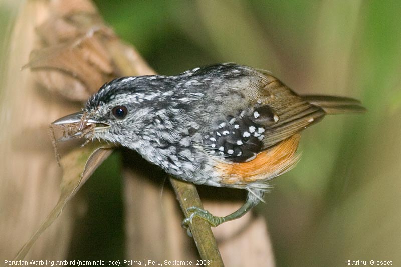 Pretty Warbling antbird