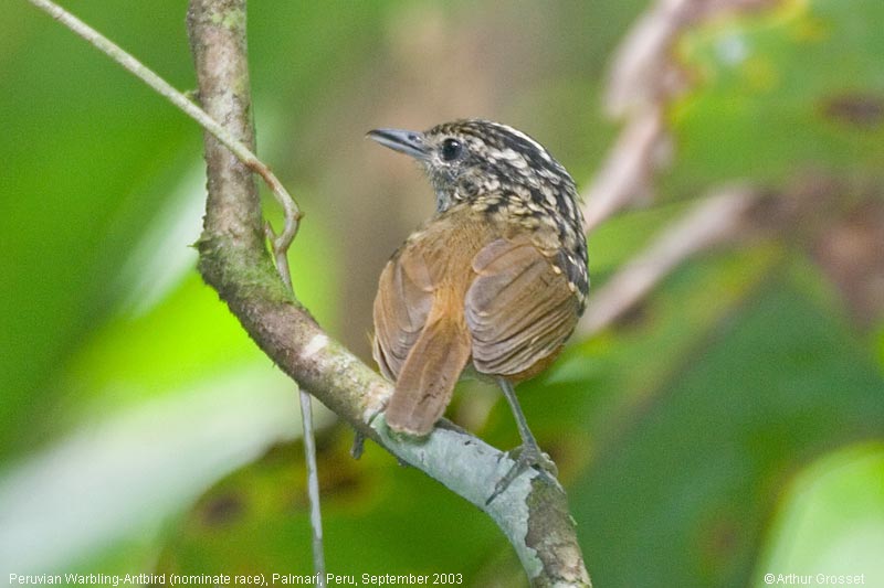 Pretty Warbling antbird