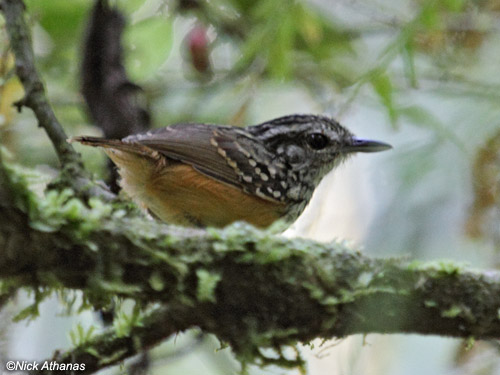 Pretty Warbling antbird