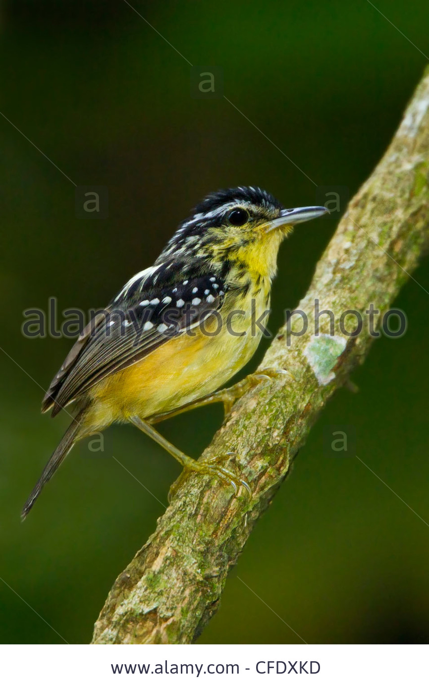 Pretty Warbling antbird