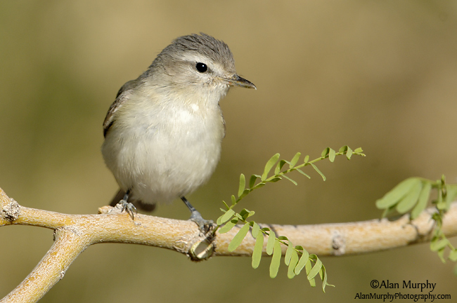 Warbling vireo