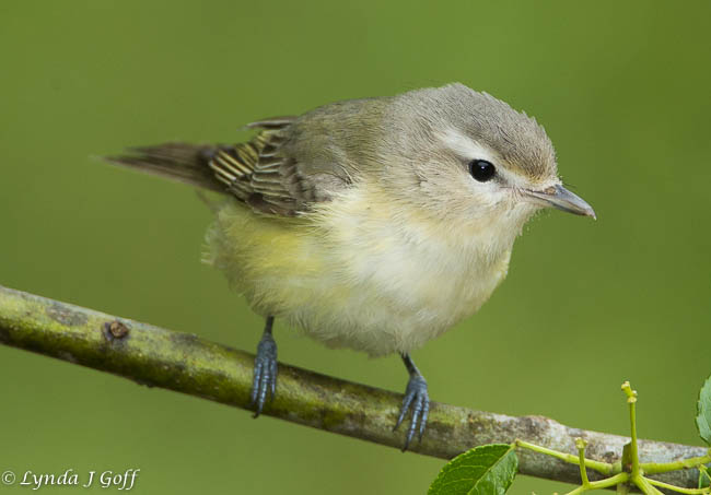 Pretty Warbling vireo