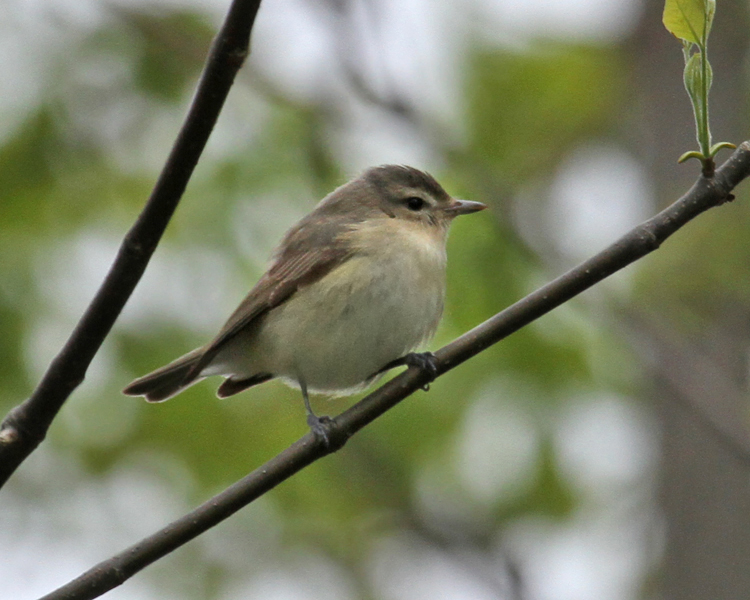 Pretty Warbling vireo